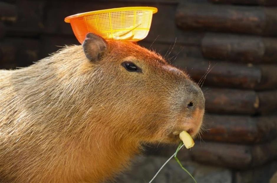 cute and cuddly capybara takes center stage