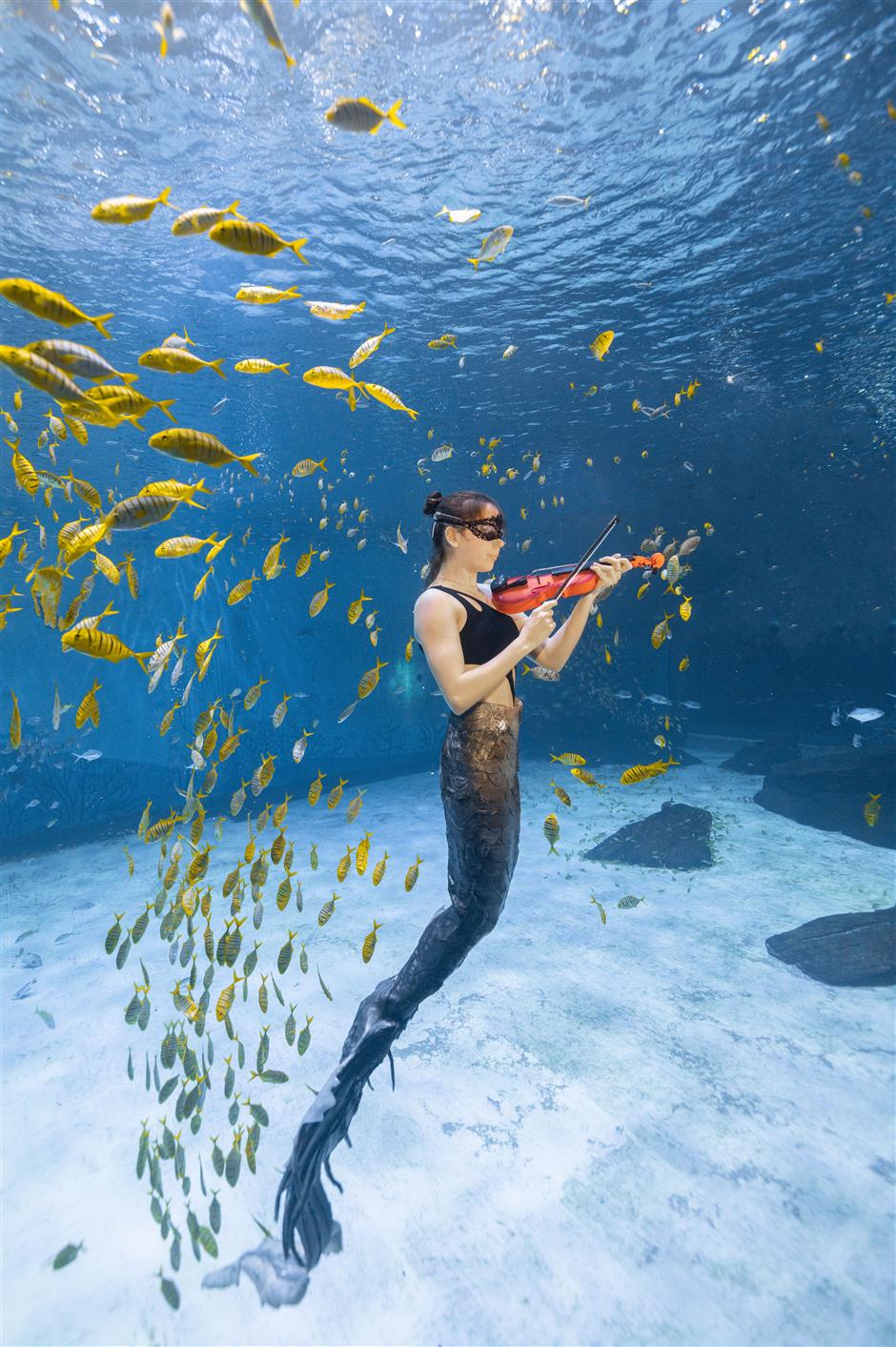 'mermaids' make a splash at shanghai haichang ocean park