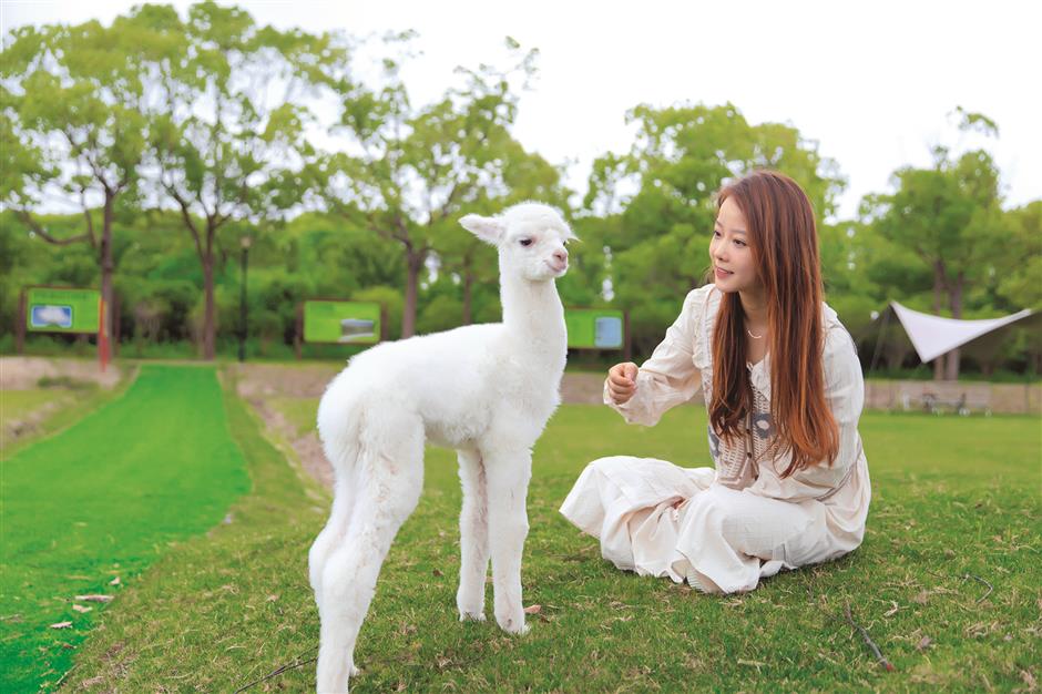 china's first urban alpaca ranch attracts visitors with magic healing power