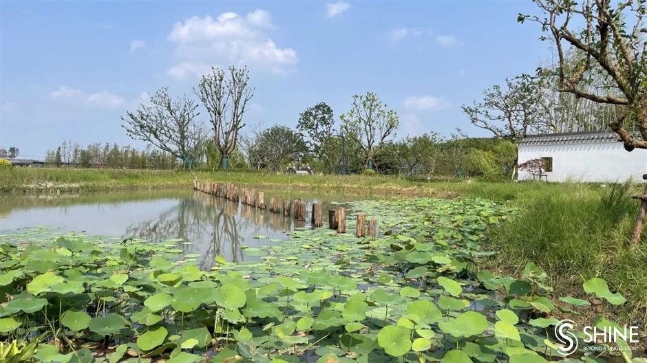 yuandang lake: where shanghai and jiangsu connect