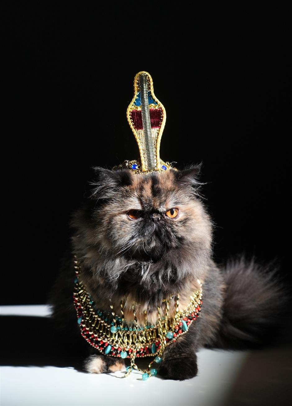 shanghai museum's cat nights expected to be smash hit