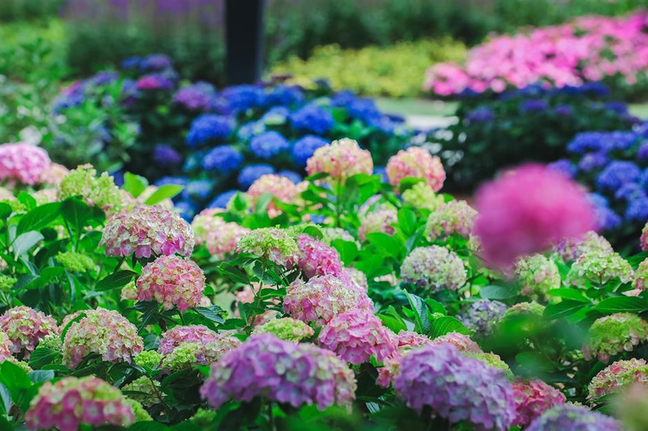 hydrangeas in full flower at chenshan botanical garden