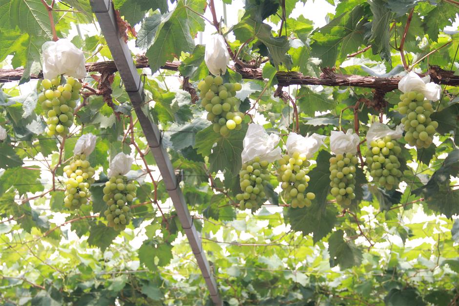 malu town celebrates another bumper grape harvest