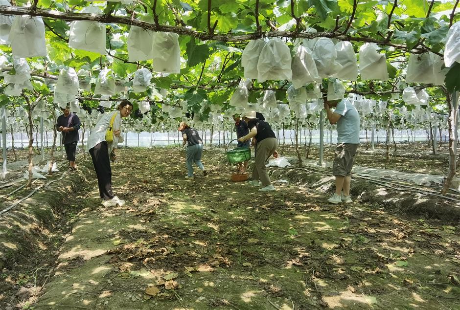 malu town celebrates another bumper grape harvest