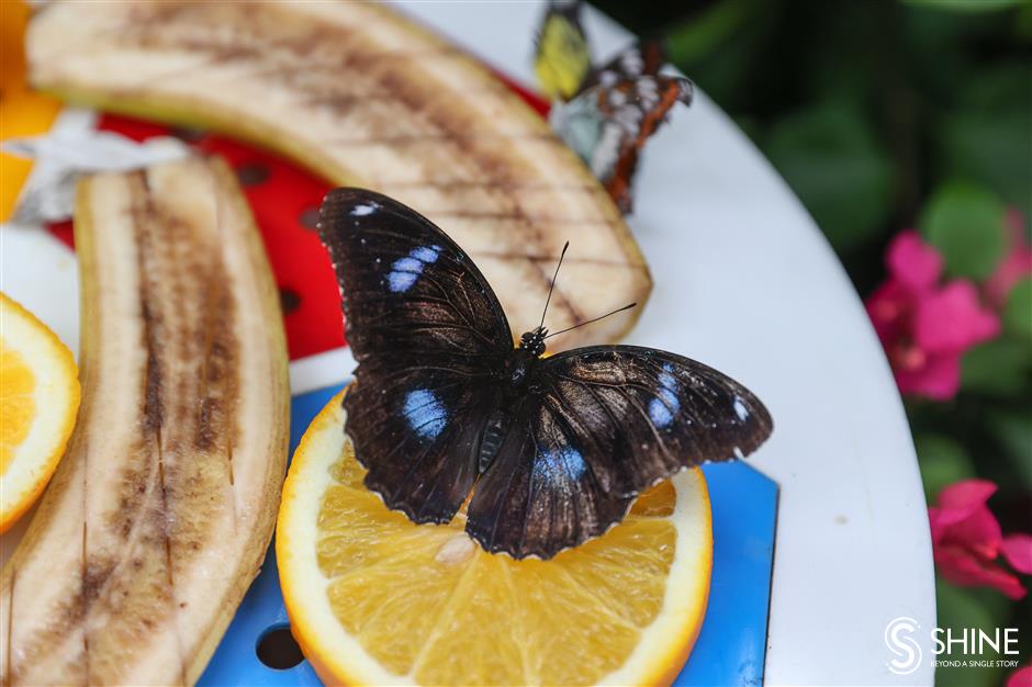 butterflies find their wings at shanghai zoo