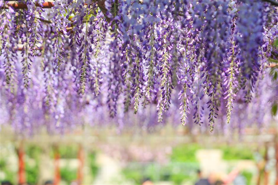 blossoming sea of wisteria attracts visitors