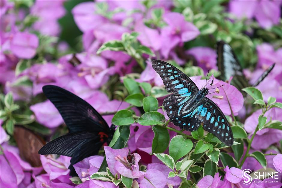 butterflies find their wings at shanghai zoo