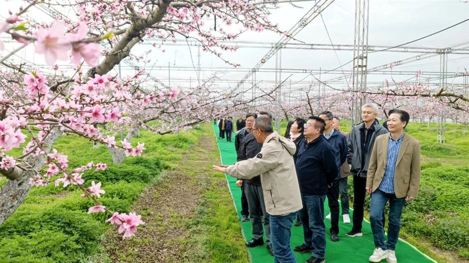 hamajiang orchard park showcases rural development