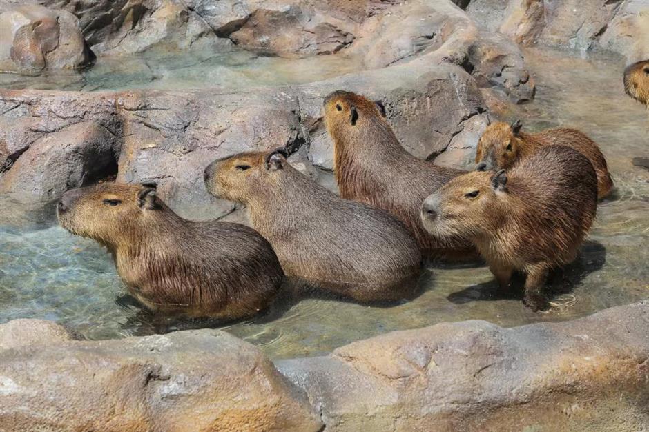 cute and cuddly capybaras are new highlight of park