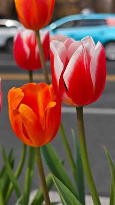 jing'ansi tulips display heralds the coming of spring