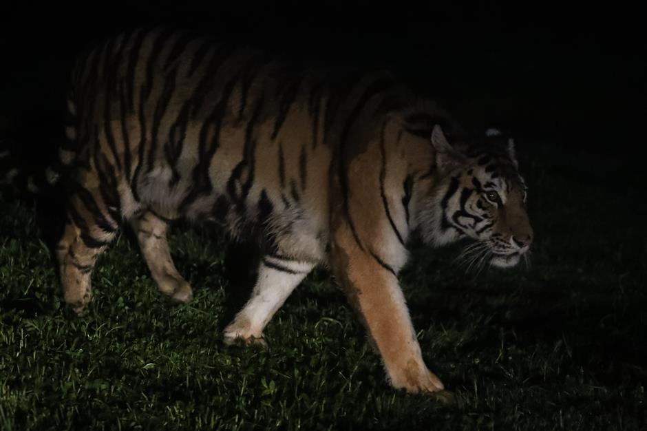 wild animal park night tours show beasts 'in the roar'