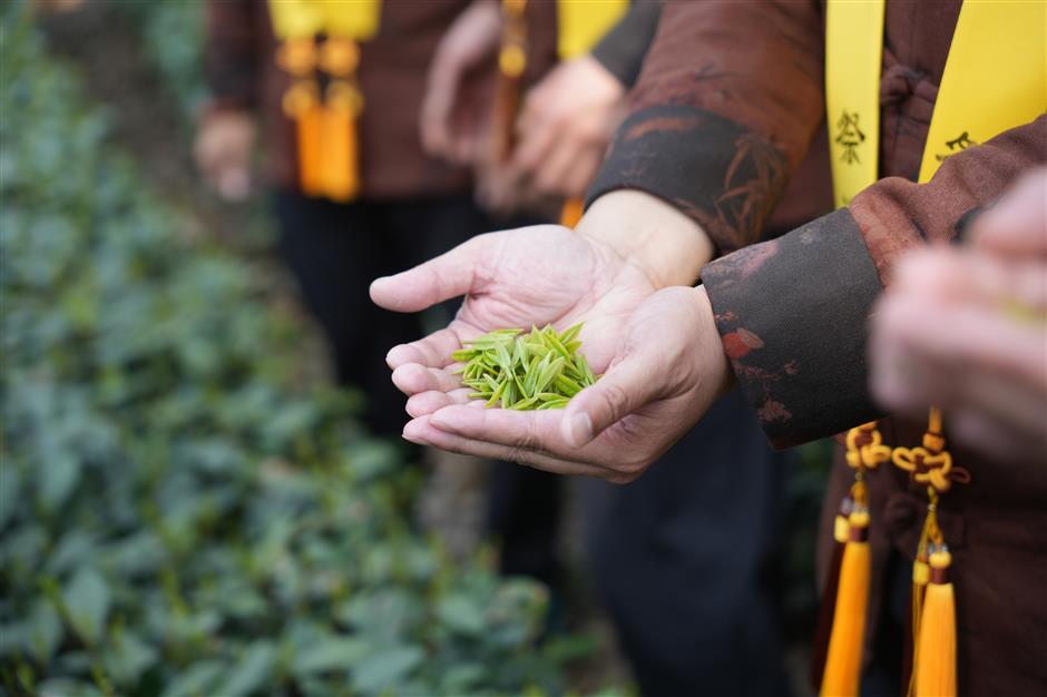 monk biancai honored as first of year's longjing tea brewed