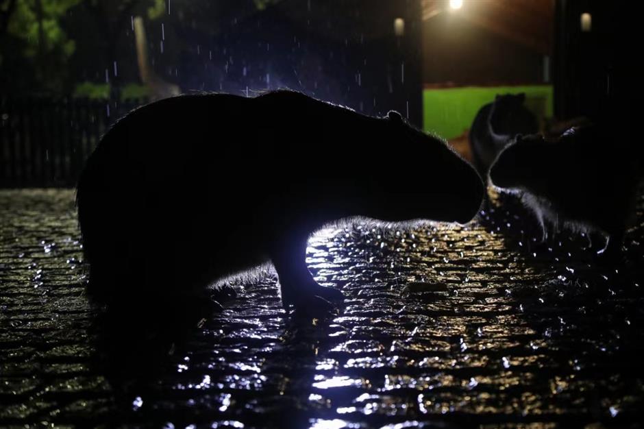 wild animal park night tours show beasts 'in the roar'