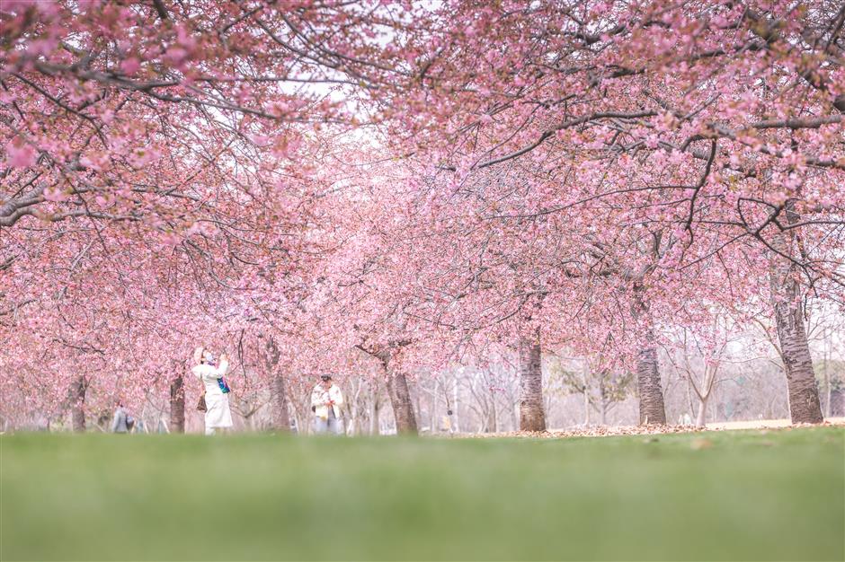 shanghai releases blueprint for more parks and greenways