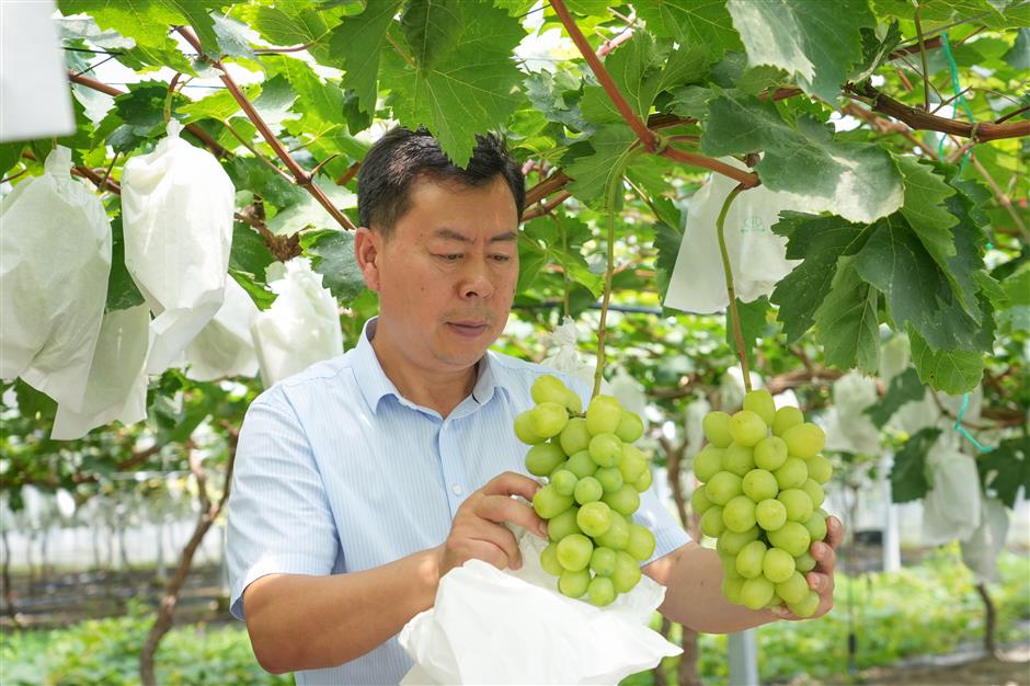 grape grower helps harvest data as well as superior fruit