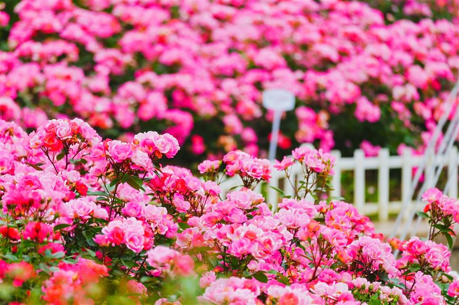 roses exhibition in full bloom in hangzhou