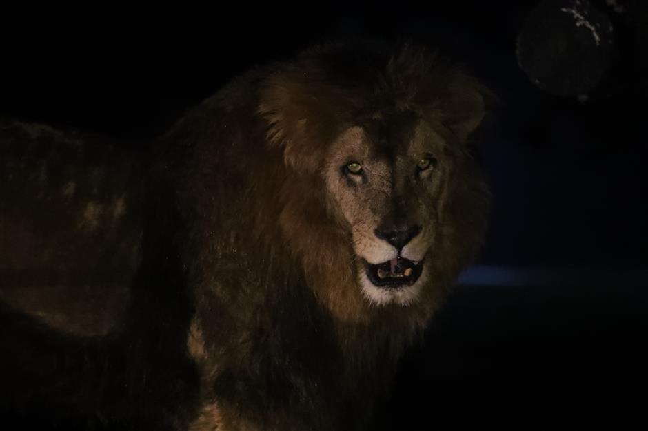 wild animal park night tours show beasts 'in the roar'