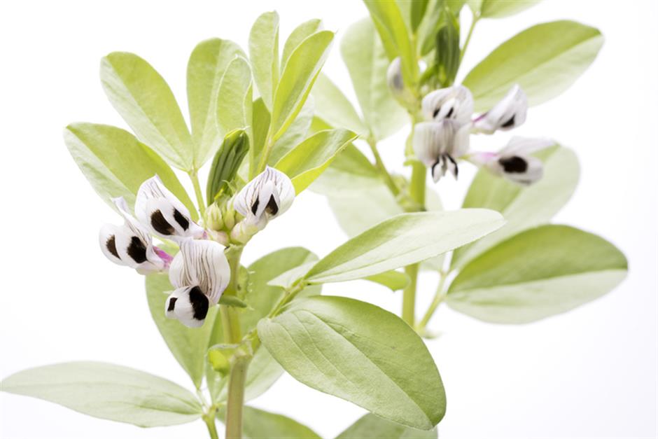 the long and winding tale of broad beans