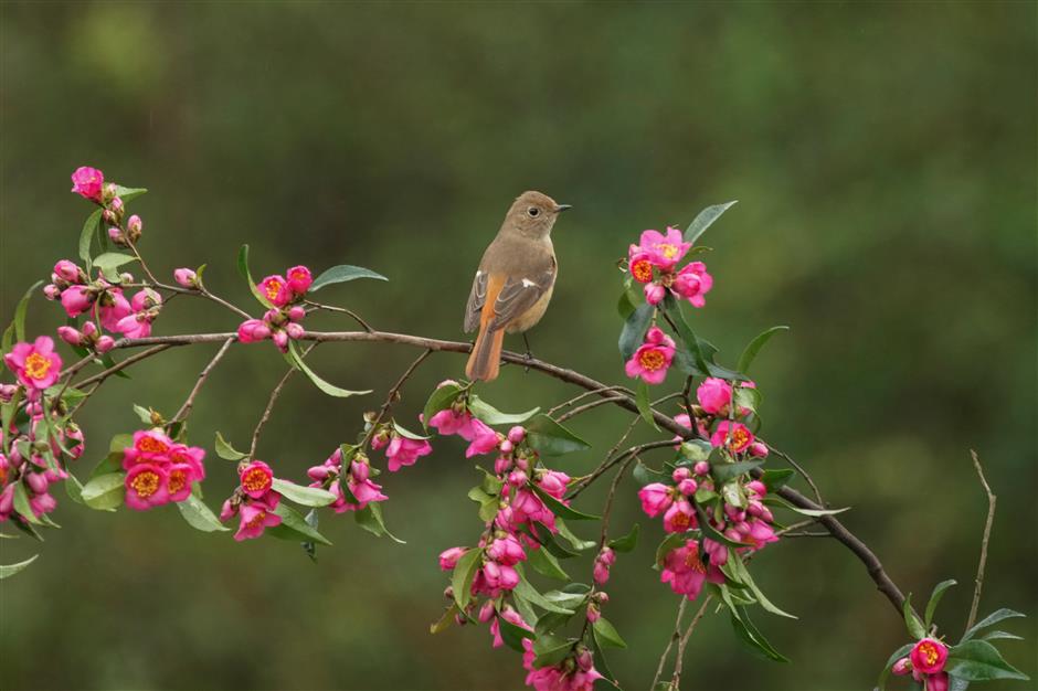 shanghai releases blueprint for more parks and greenways