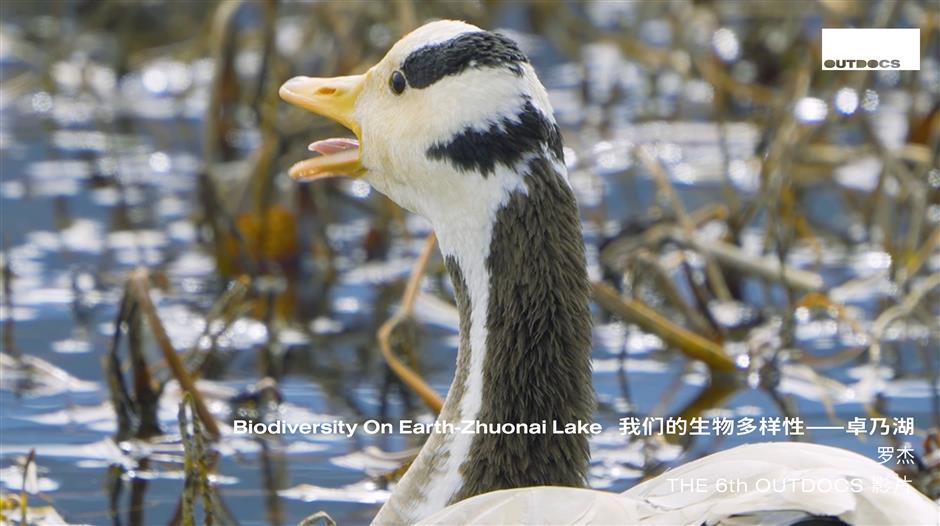 documentaries honored for magnificent natural landscapes