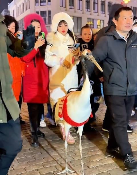 display of red-crowned crane for tourism halted in harbin over welfare concerns