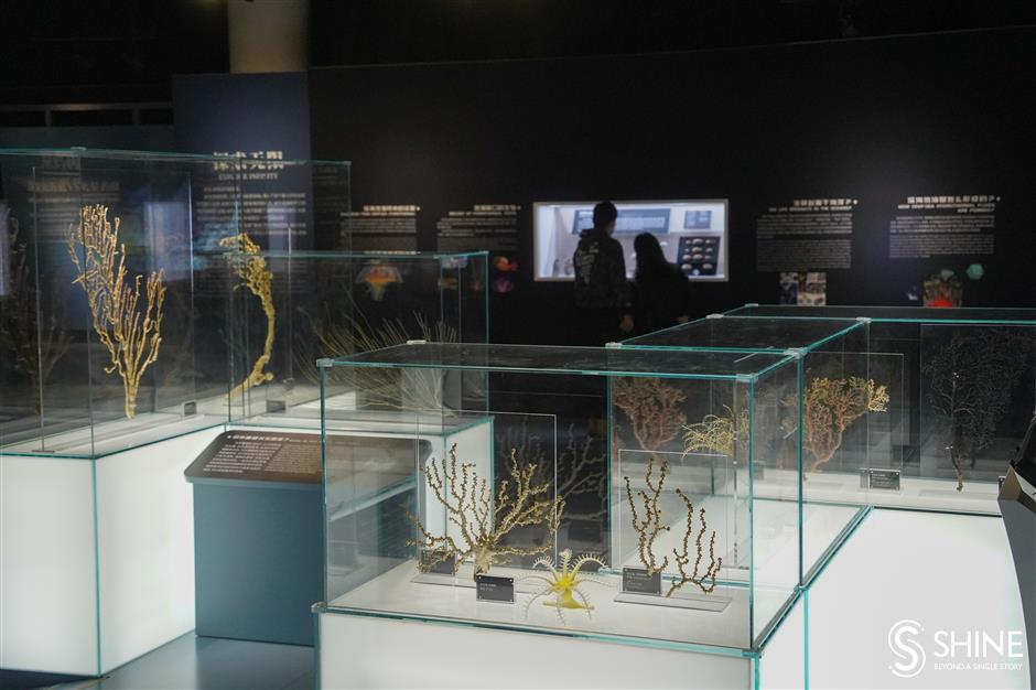 natural history museum sets up deep-sea themed exhibition