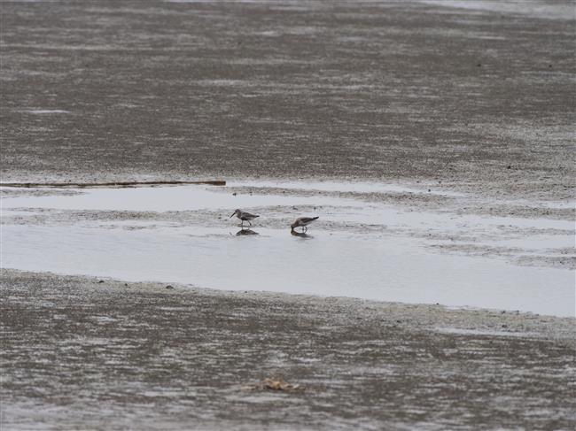 wild shanghai ep4: nanhui dongtan welcomes migrating birds