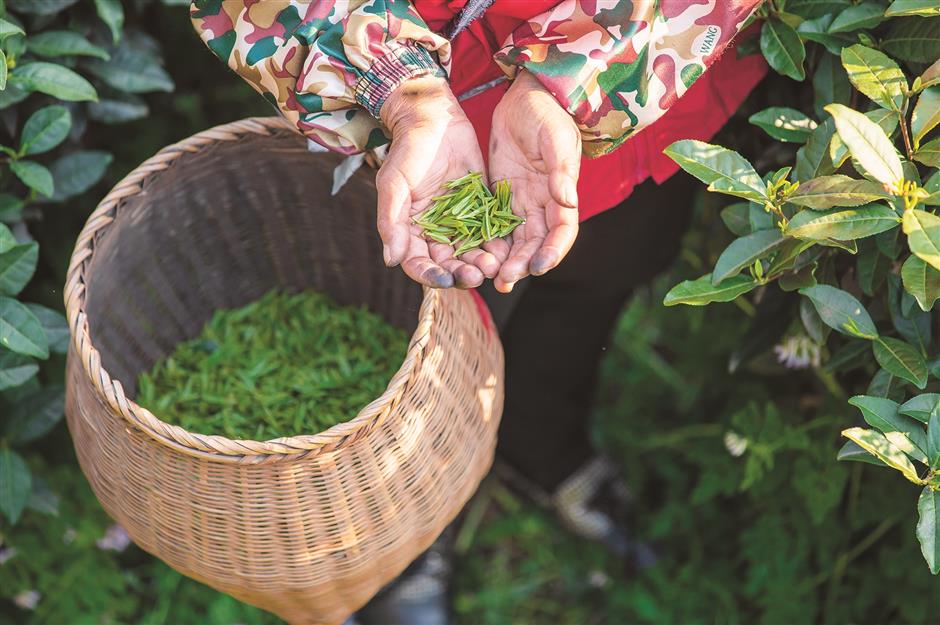 hangzhou brews tea culture steeped in rich tradition