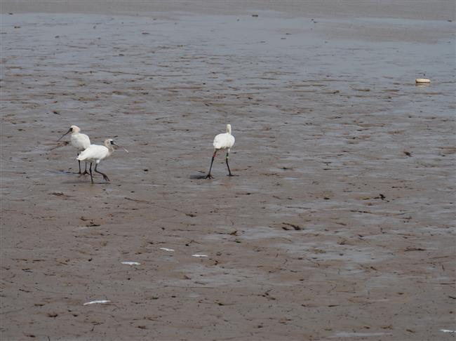 wild shanghai ep4: nanhui dongtan welcomes migrating birds