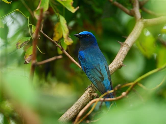 wild shanghai ep4: nanhui dongtan welcomes migrating birds