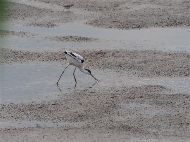 wild shanghai ep4: nanhui dongtan welcomes migrating birds