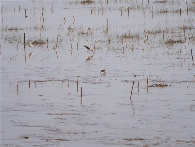 wild shanghai ep4: nanhui dongtan welcomes migrating birds