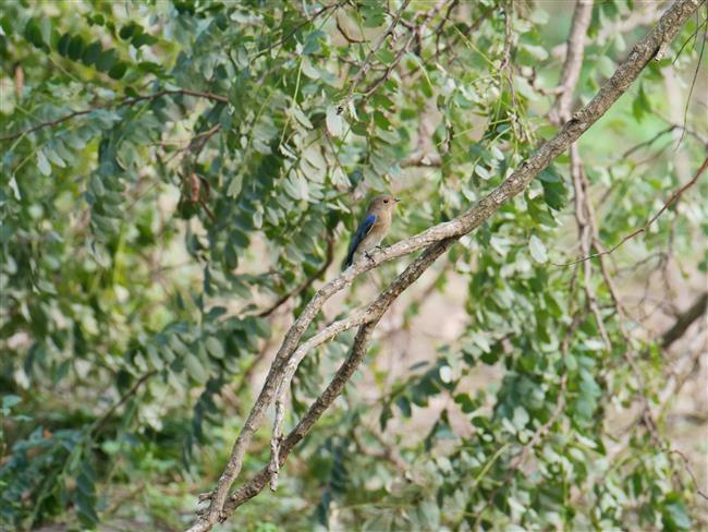 wild shanghai ep4: nanhui dongtan welcomes migrating birds