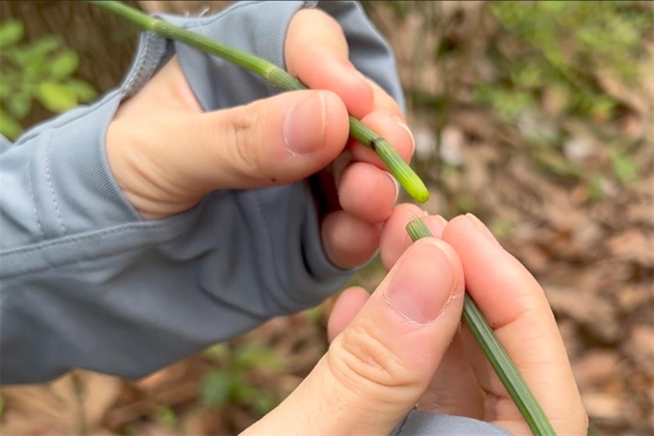 wild shanghai ep5: discover rich variety of wildlife in binjiang forest park