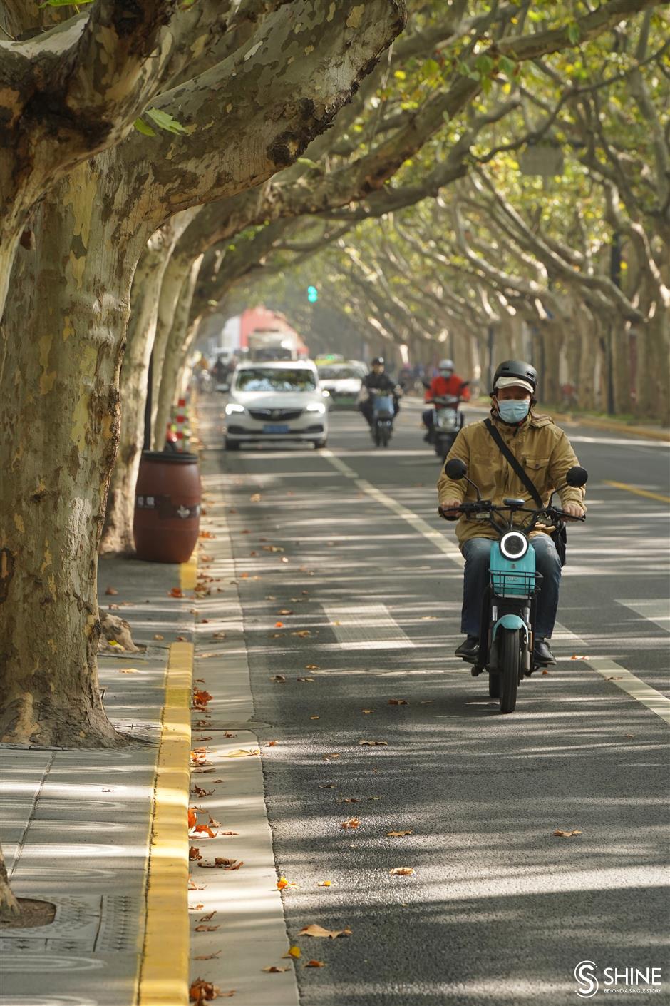 tree leaves present seasonal spectacle on city streets