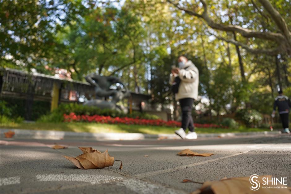 tree leaves present seasonal spectacle on city streets