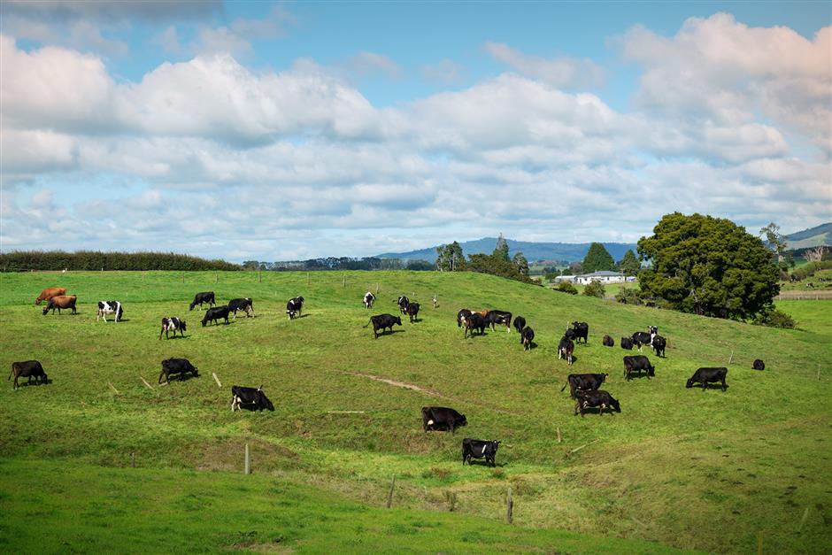 dairy plant epitomizes healthy china-new zealand relations