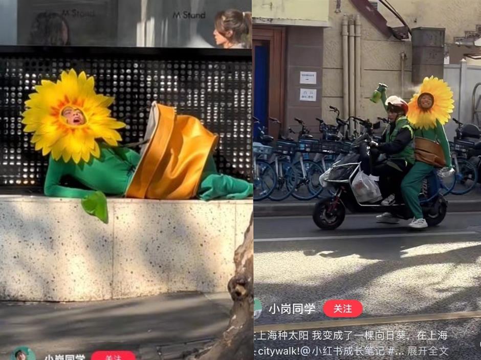 street sunflowers and a blooming debate on boundaries