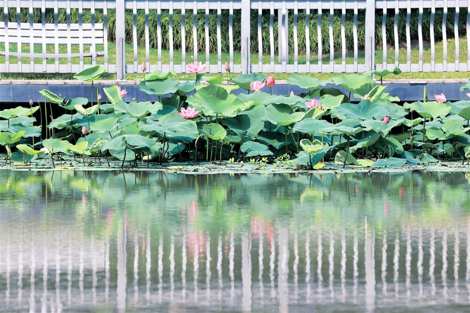 take a 'citywalk' and feel the beauty, vitality of jiading