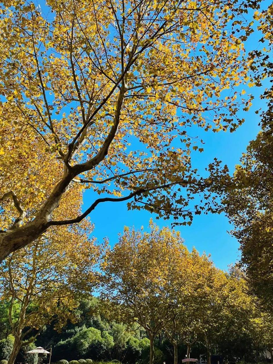 'parkwalk': a guide to the city's colorful autumnal foliage