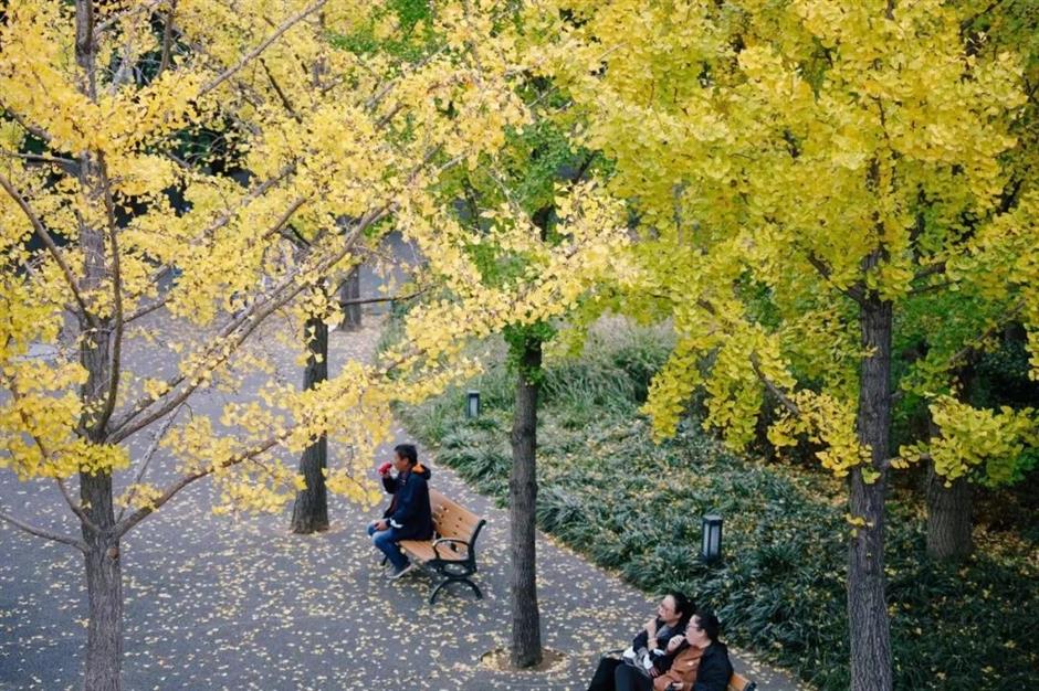 'parkwalk': a guide to the city's colorful autumnal foliage