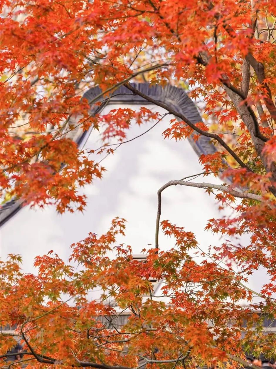 'parkwalk': a guide to the city's colorful autumnal foliage