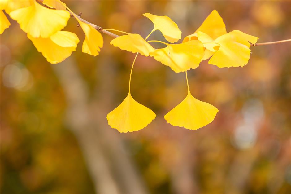 'parkwalk': a guide to the city's colorful autumnal foliage