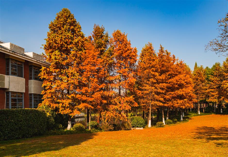 'parkwalk': a guide to the city's colorful autumnal foliage