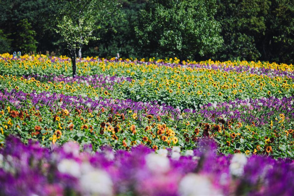 enjoy the glorious autumn in parks across the city